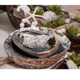 Andaluca Abalone Shell