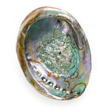 Andaluca Abalone Shell
