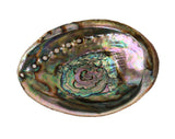 Andaluca Abalone Shell