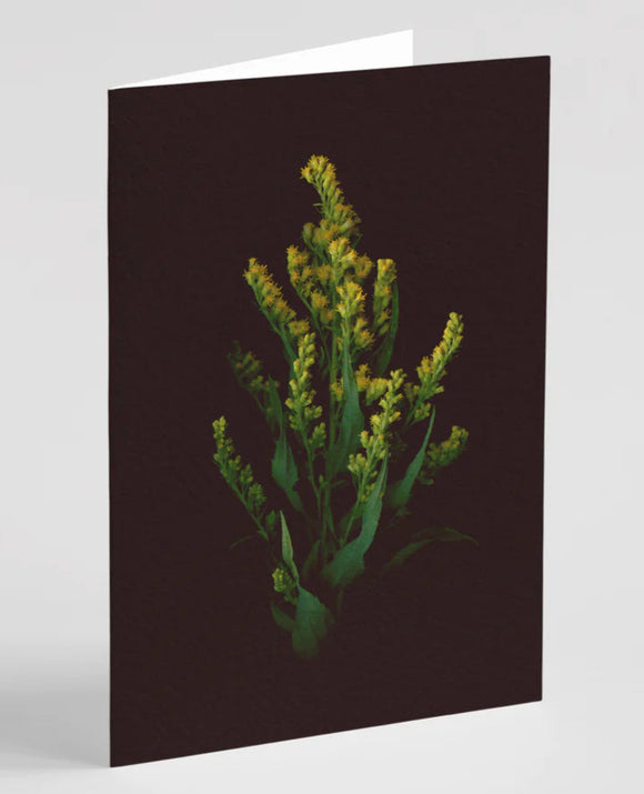 Raoul & Simone Canada Goldenrod Greeting Card